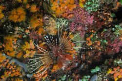 Night Dive, Maldives, April 2005,
D70 & Ikelite by Arnaud Heymann 
